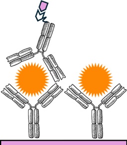 Immunoassay Design