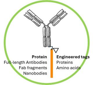 Protein Immobilization Services